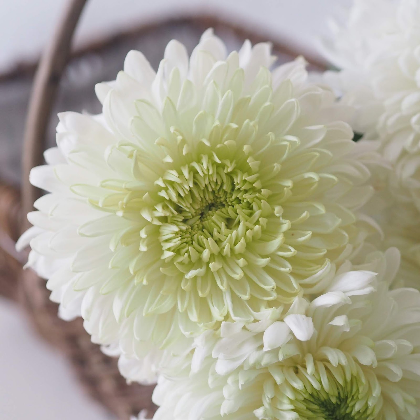 Are chrysanthemums the new dahlias? The Vegetarian Atkins Diary