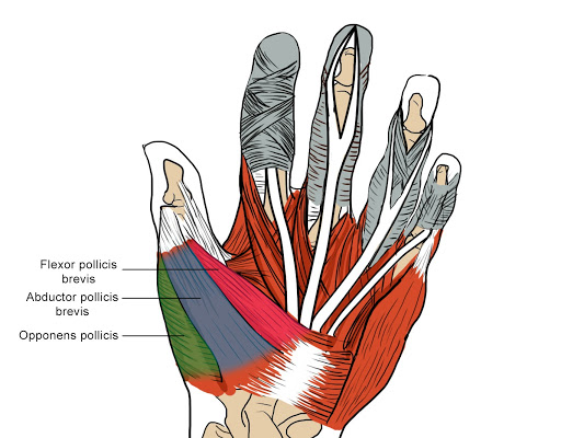 El Kaslarının Anatomisi 