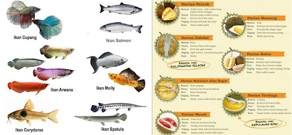 Keanekaragaman Hayati Tingkat Genetik tingkatan Keanekaragaman Hayati