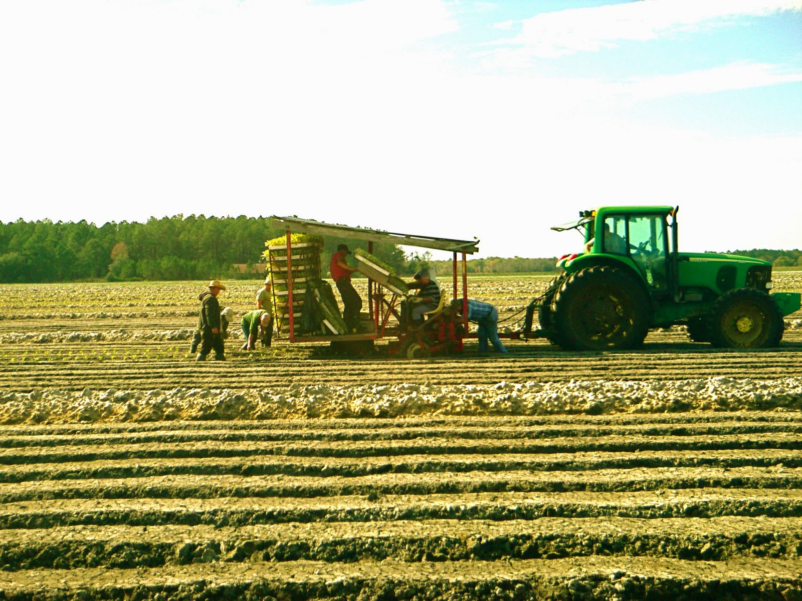 Maw and Paw's Day Dream Adventures Cabbage harvest