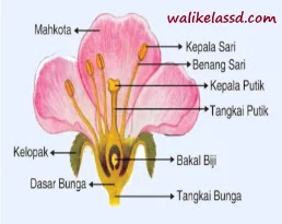 Kunci Jawaban Ipa Kelas 9 Ayo Kita Lakukan Aktivitas 2 2 Halaman 64 65 66 Wali Kelas Sd