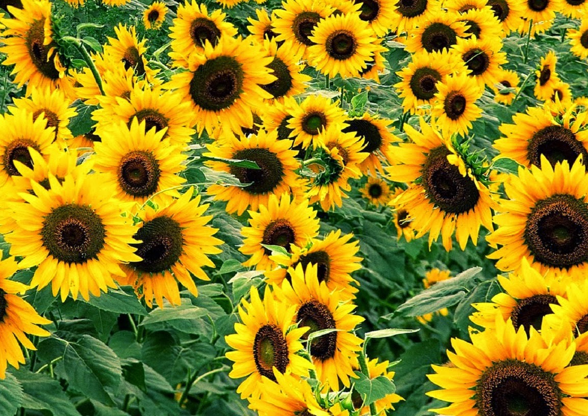 Manfaat Bunga  Matahari sebagai Obat  Herbal dan Pengobatan