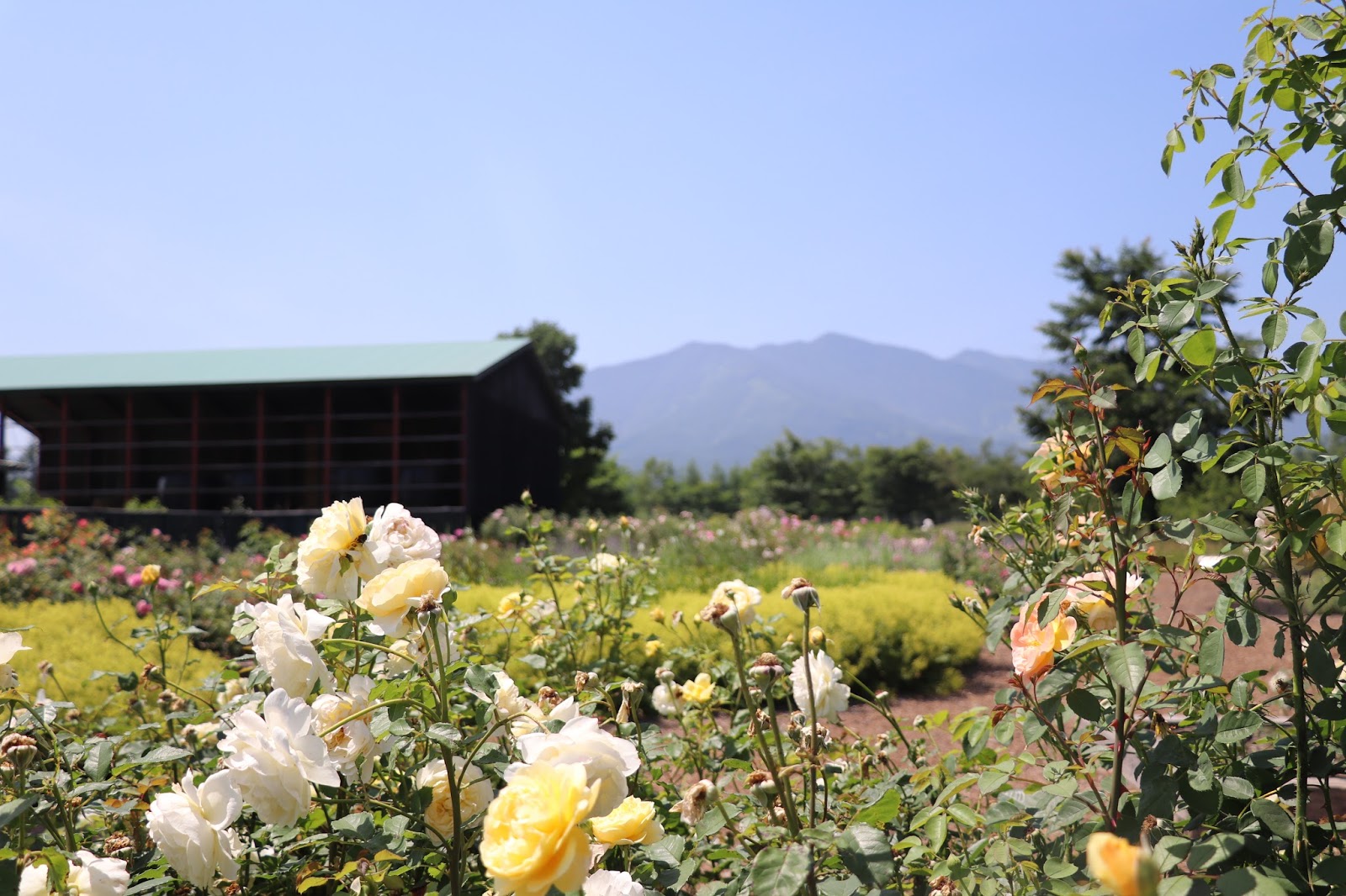 気まぐれ旅行記 北海道 十勝千年の森