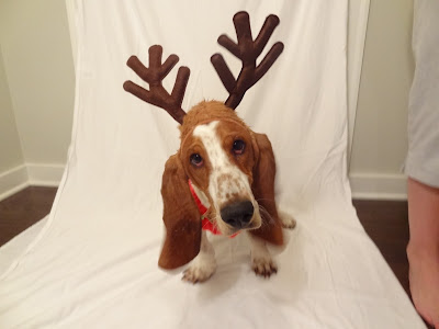 basset hound reindeer antlers