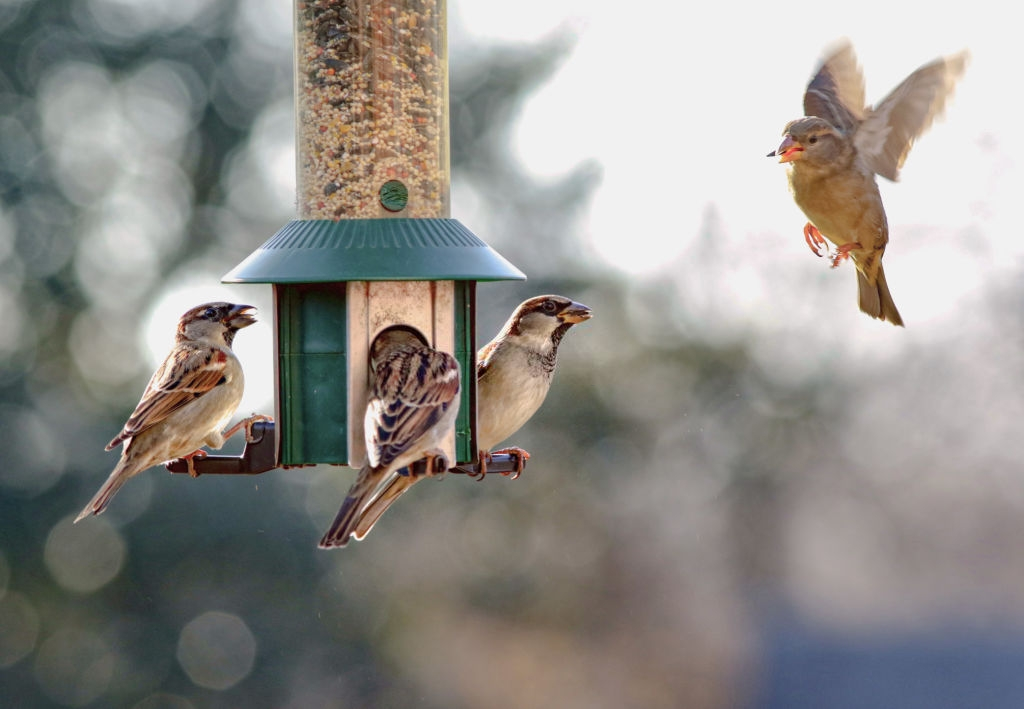 Can Birds Eat Oatmeal and How To Feed Them Safely