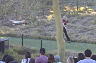 A Leaping Caracal At San Diego Zoo Safari Park