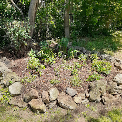 Toronto Lambton Baby Point New Pollinator Garden After by Paul Jung Gardening Services--a Toronto Organic Gardener