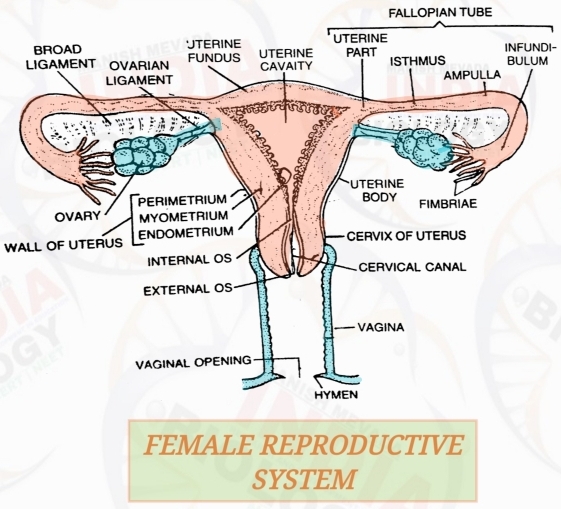 Female Reproductive System OVARIES