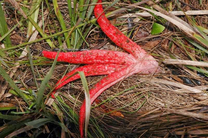 The Nature of Robertson: Amazing red Starfish Fungus - Clathrus archeri
