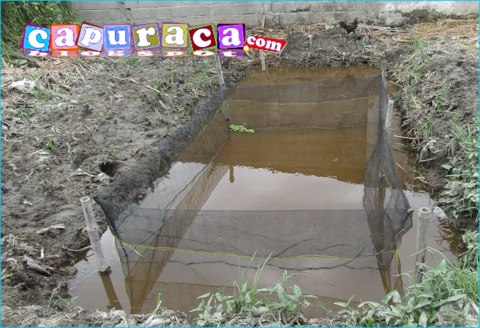 Ternak Lele Di Kolam Sistem Jaring Apung Infoin Aja