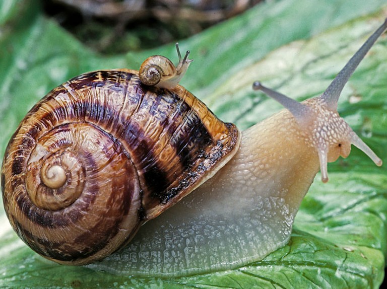 What does snail eat? where do snails live? snail classification & facts