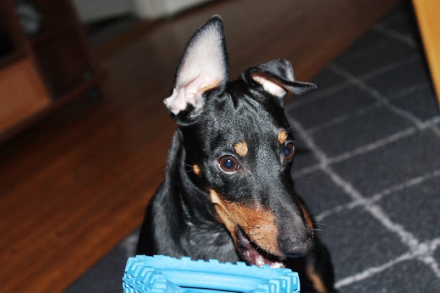 5 syytä olla ottamatta koira