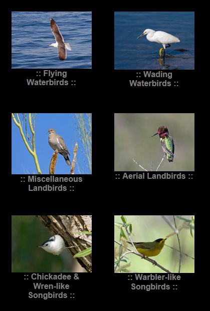 Field Guides: What is a 