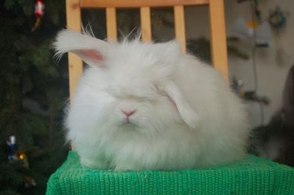 Angora Rabbit Bred For Wool | Tops Entertainment