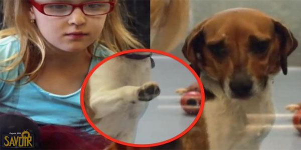 Cette jeune fille va à la fourrière avec ses parents. elle voit ce qu'aucun adulte ne remarque... Cette jeune fille va à la fourrière avec ses parents. elle voit ce qu'aucun adulte ne remarque...