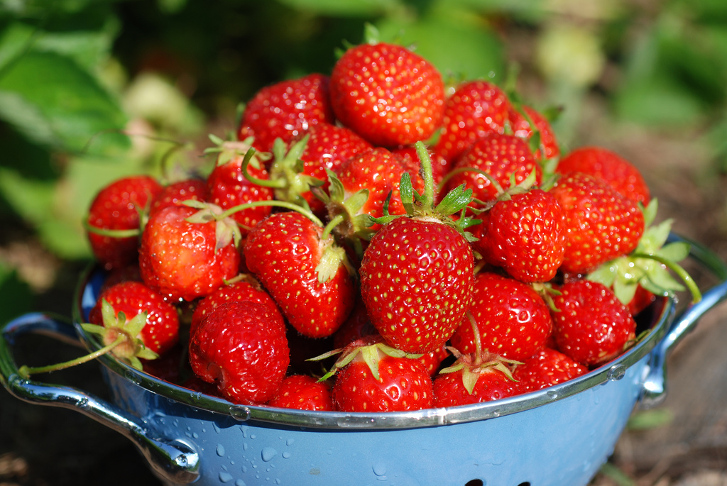 High Prairie Farmgirl Strawberries are Ripe!