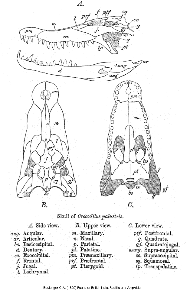 skull morphology CROCODYLIDAE (CROCODILES)