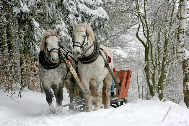 maneggio trentino inverno