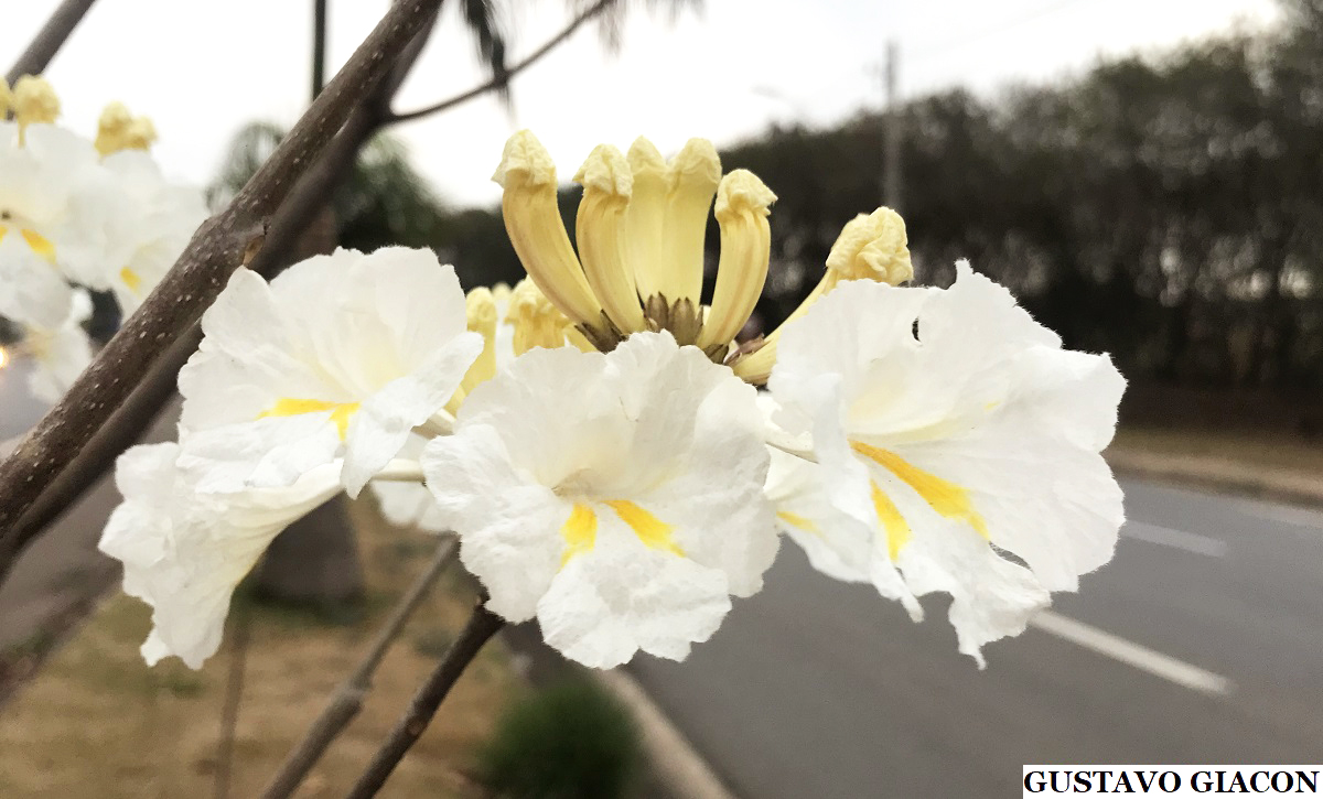 Viveiro Ciprest - Plantas Nativas e Exóticas: Ipê Branco Flavo -  Handroanthus roseo-albus