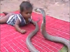 Δείτε το Βίντεο Σοκ: Βρέφος στην Ινδία παίζει με κόμπρα!