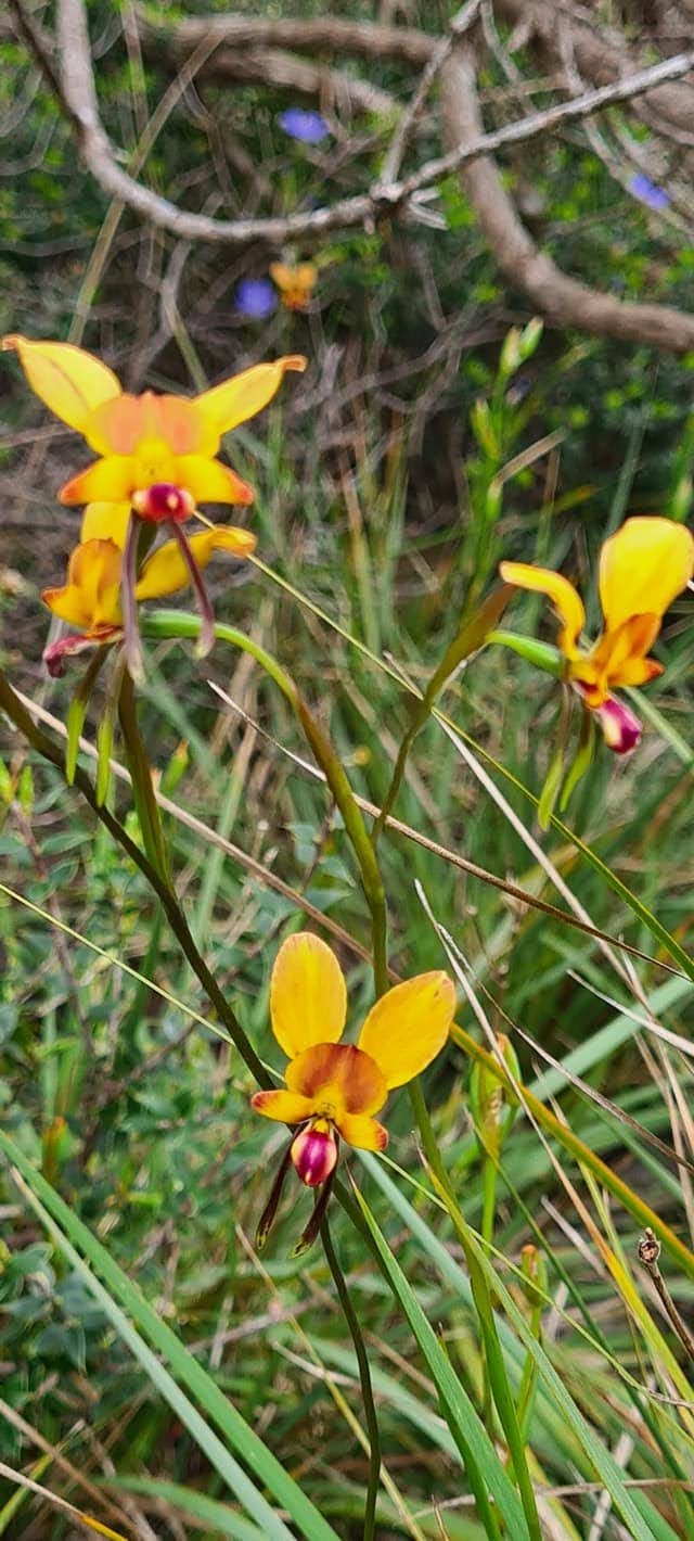 Diuris orientis