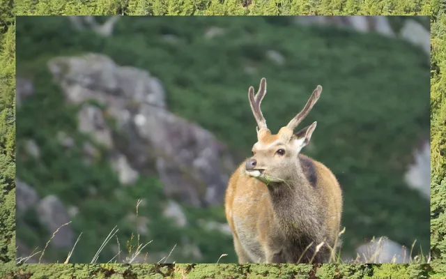 Hillwalking at Glendalough in County Wicklow - A Magnificent Deer