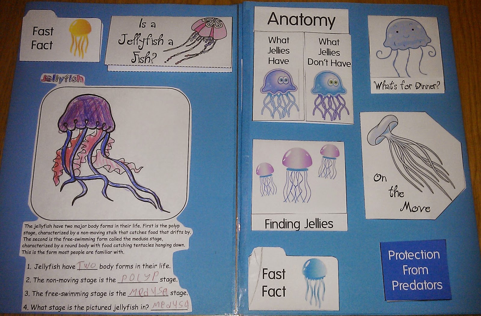 Iman's HomeSchool Jellyfish Lapbook & Unit Study