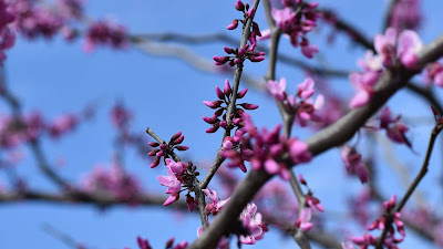 Wallpaper purple flowers, tree, branches, spring, macro