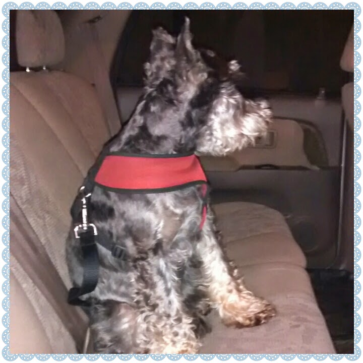 My Girl Dog Walking Blog Buckle Up