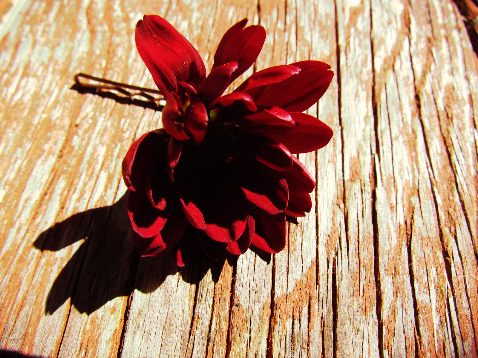 Real Flower Barrettes + Living Flowers Wearable Nature + Botanical Style