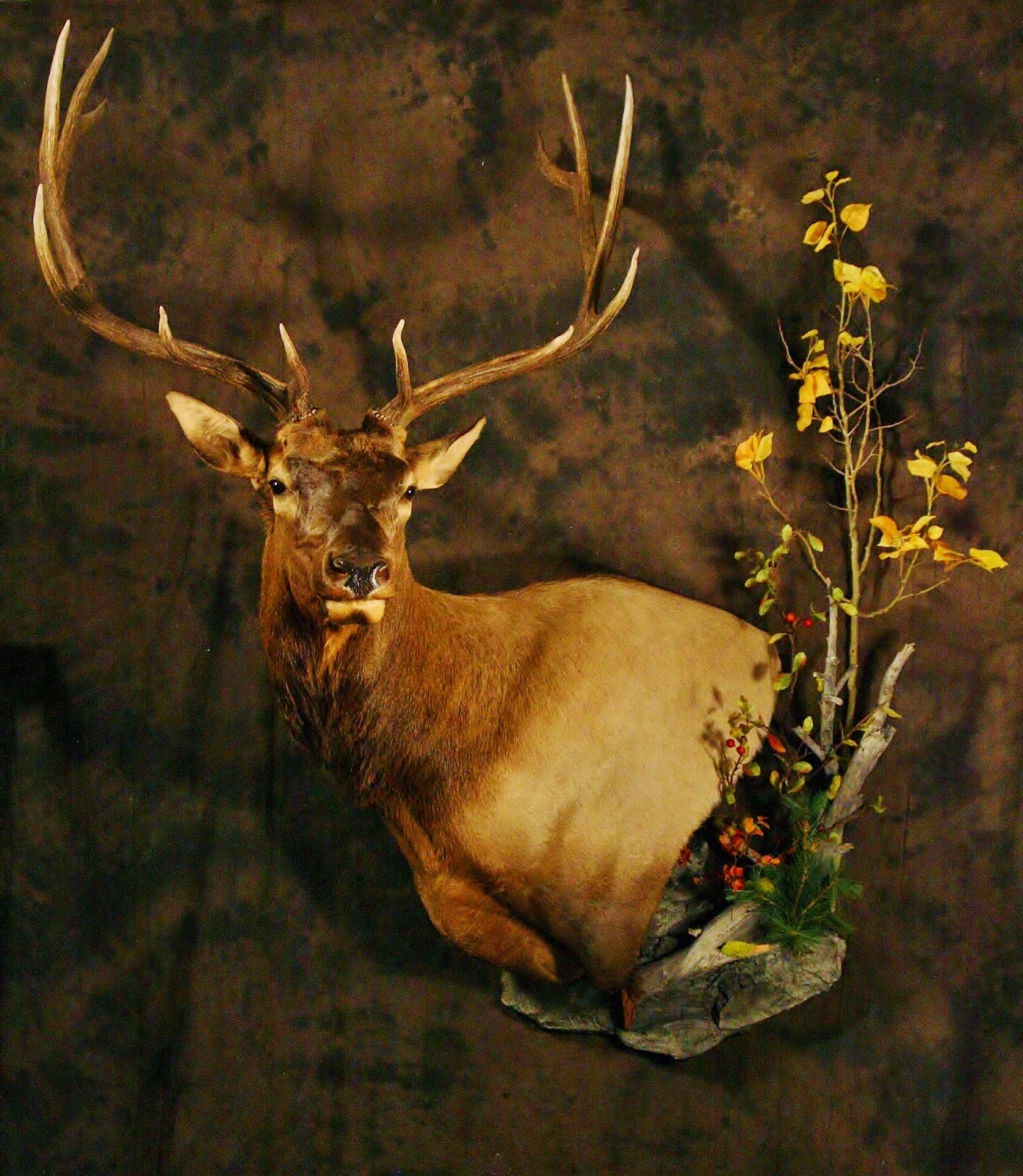 Deer Head Mount >> Taxidermy by Josh Hunt: Elk Deer Head Mount >> Taxidermy by Josh Hunt: Elk
