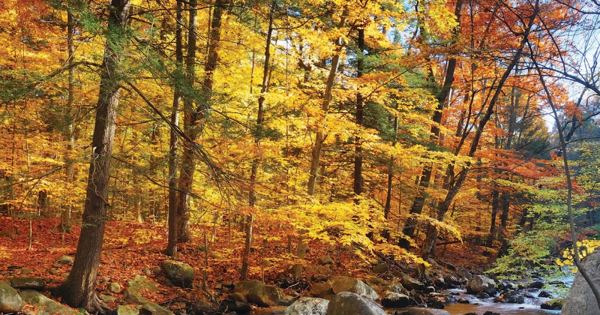 Central Pennsylvania Forestry The Woods in Your Backyard