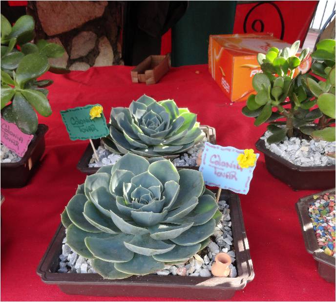 La Doctora De Las Plantas: Plantas crasas en macetas: ideas para