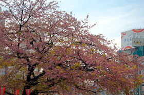 Pink and yellow trees at Ueno Park Tokyo Japan