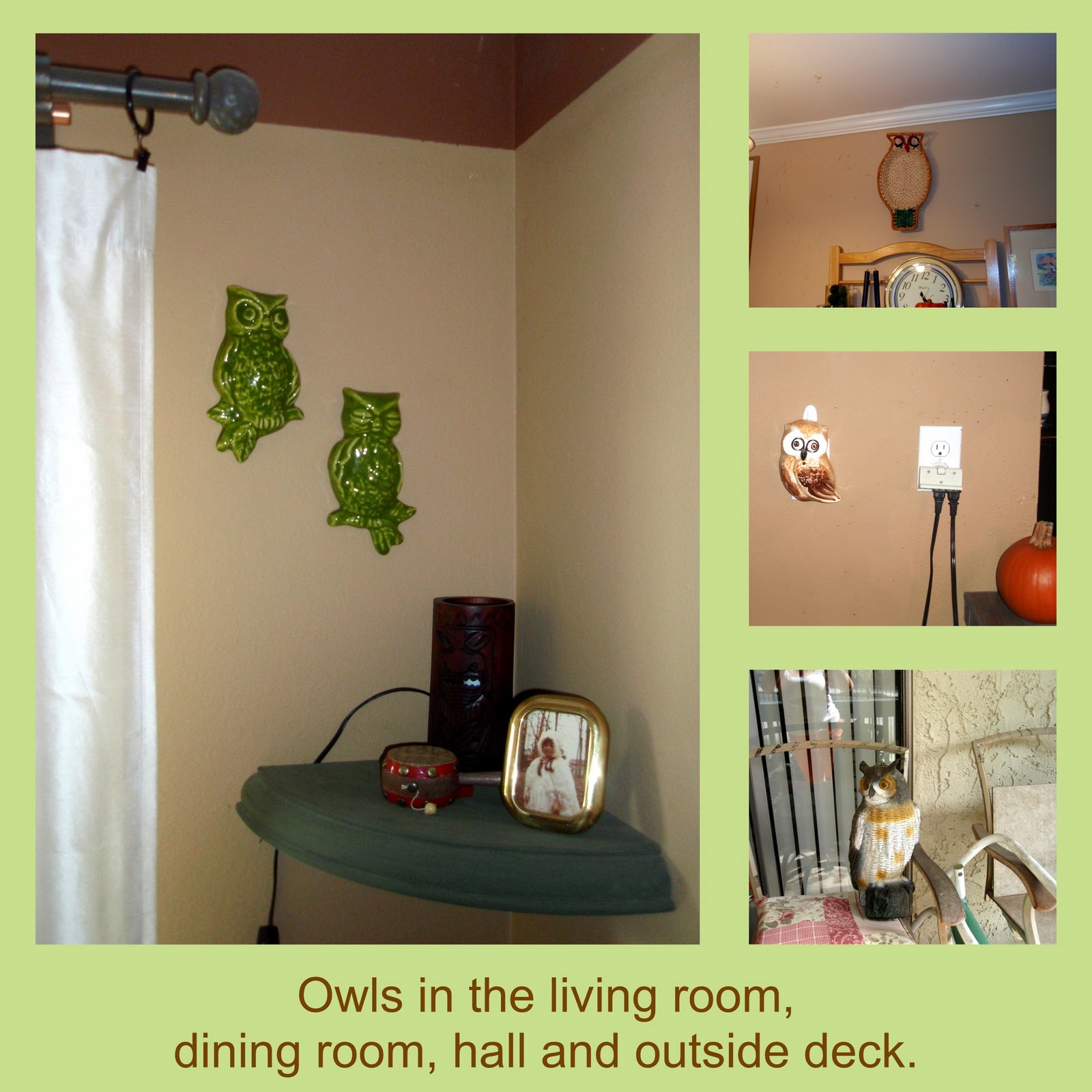 Living in Long Beach Owls, owls, owls