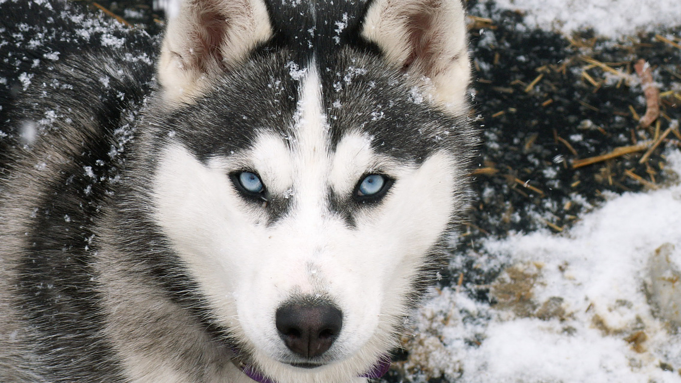 Siberian Husky Snow Dogs HD Wallpapers - HD Wallpapers (High ...