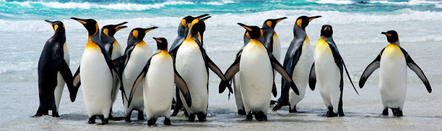 Fakta-fakta Menakjubkan Tentang Penguin yang Menarik Untuk Dibaca