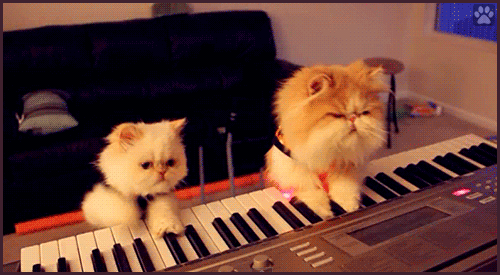 Funny cat GIF • 2 Persian cats playing keyboards together. They got the beat [ok-cats-site.com]