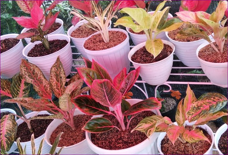 6 Jenis Aglaonema Thailand yang Populer di Indonesia 6 Jenis Aglaonema Thailand yang Populer di Indonesia