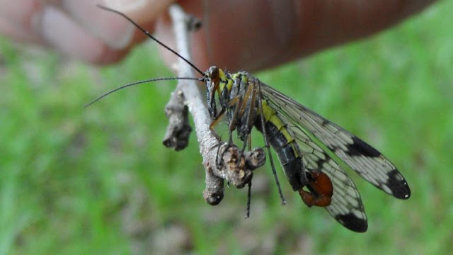 Mosca escorpión