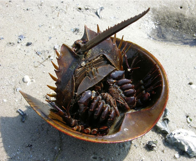 Мечехвост или «краб-подковка»  (лат. Xiphosura) (англ. Horseshoe crab)