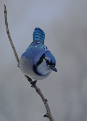jay jays birds bluey bird flying wild toronto