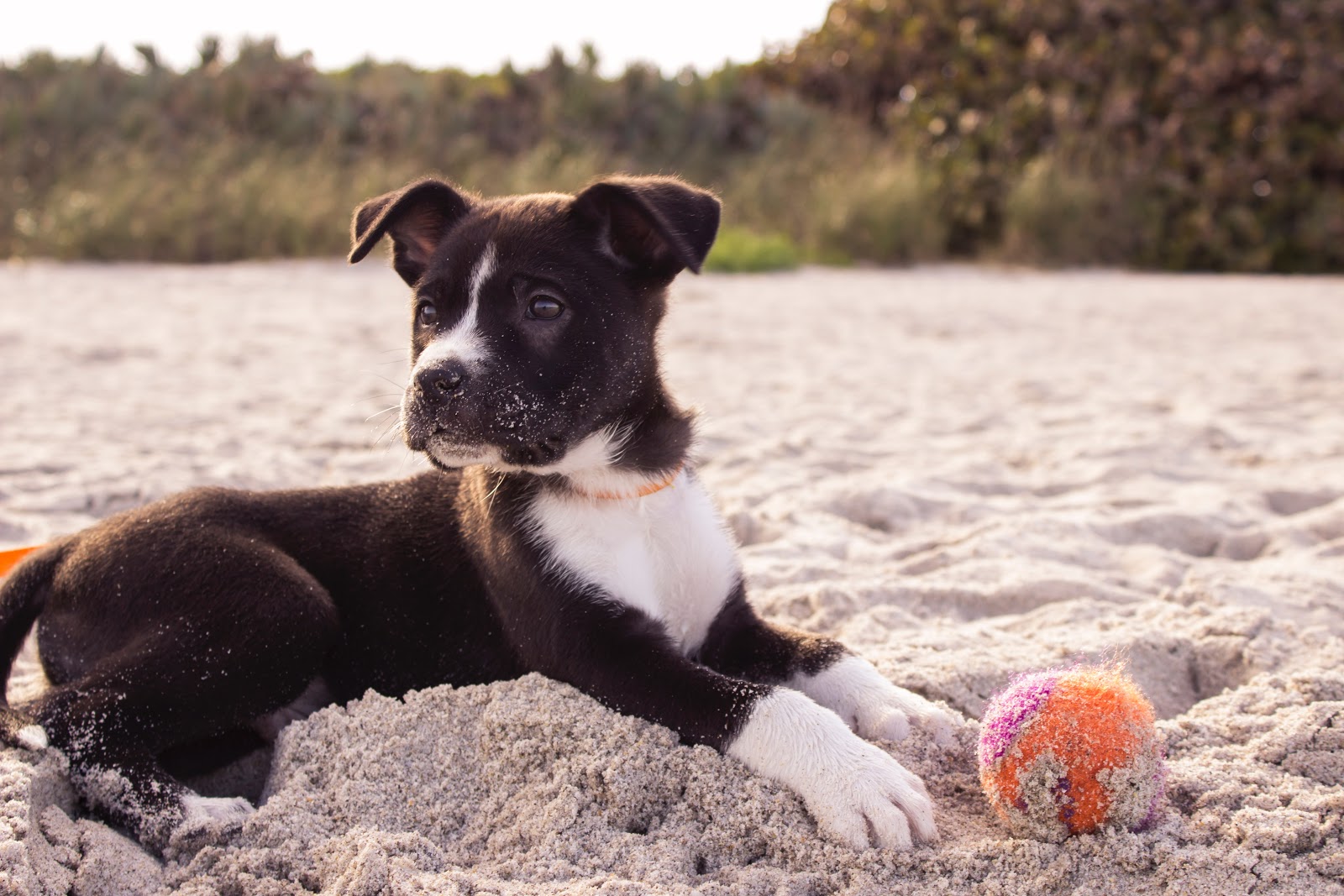 , Pets:  How to Prepare For the Arrival of a New Puppy (+ Cute Puppy Photos)