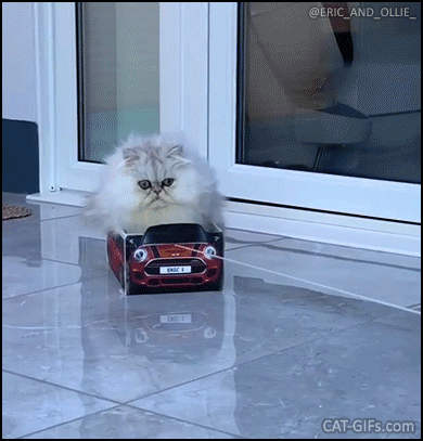 Funny Cat GIF • “Yeah, I got a new car for Xmas present. They see me rollin', they hatin'.” Funny Cat GIF • “Yeah, I got a new car for Xmas present. They see me rollin', they hatin'.”