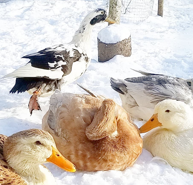 Tips for Keeping Ducks in the Winter Fresh Eggs Daily® with Lisa Steele