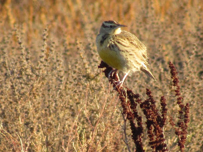 Llano Seco Wildlife Area