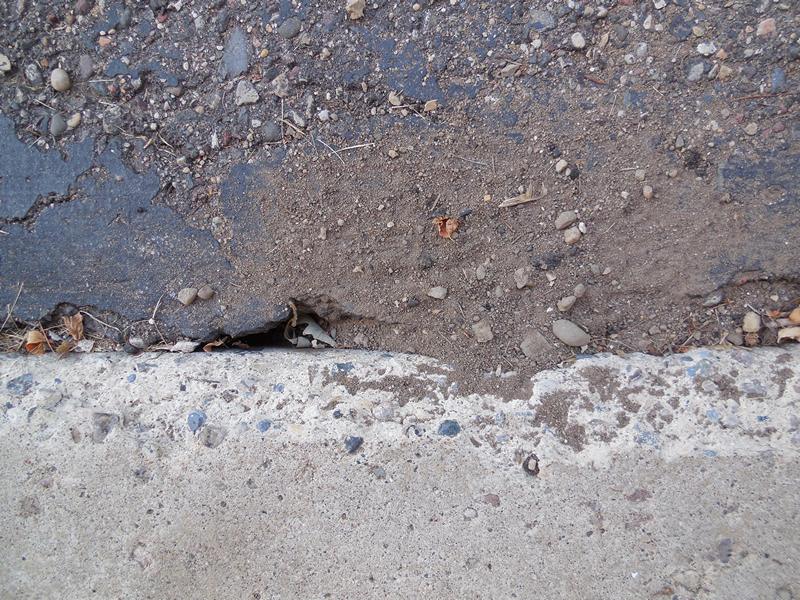 Always CraveCute: Chipmunk Invasion