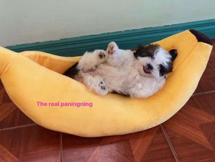 30 Hilariously Adorably Pictures Of Puppy Sleeping As If She Was 'Turned Off'