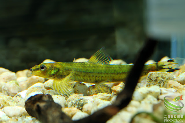 Characidium fasciatum