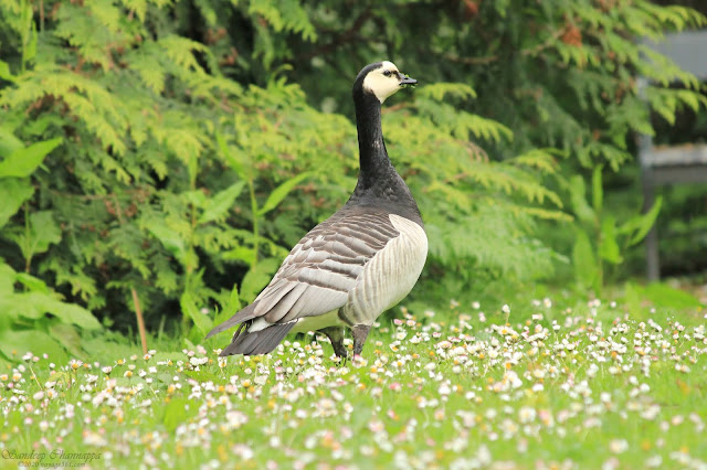Barnacle Goose Barnacle Goose
